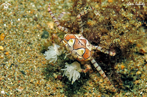 A Lybia tessellata | crab