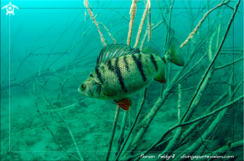 A 	fishredfin perch [Perca fluviatilis] | 	Freshwater Vision