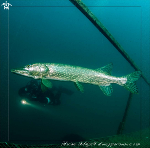 A  Hecht (Esox lucius) | Pike of Copacabana