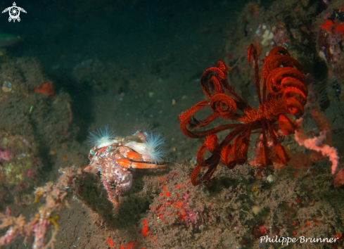 A Hermit crab & feather star