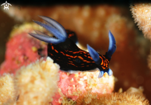 A Roboastra gracilis | Nudi