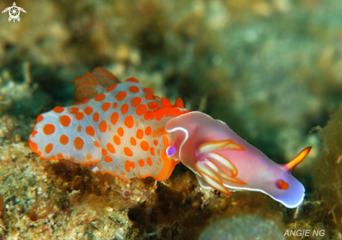 A Gymnodoris rubropapillosa | Nudi