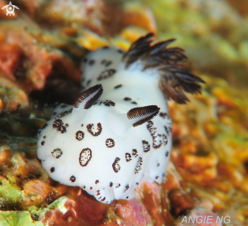 A Jorunna funebris | Nudi