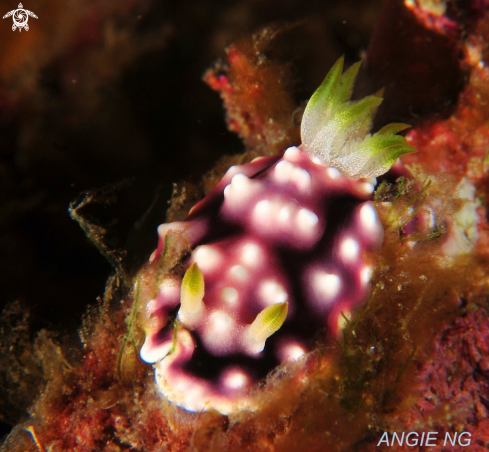 A Chromodoris geometrica | Nudi