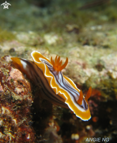 A Nudi