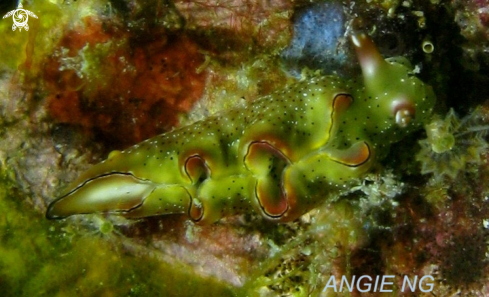 A Stylocheilus longicauda | Nudi