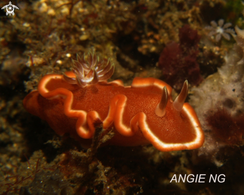 A Nudi