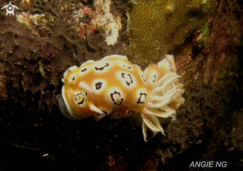 A Nudi