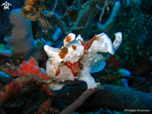 A Arlequin frog fish