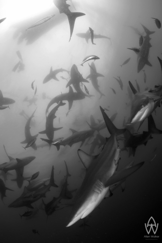 A Oceanic Black Tips