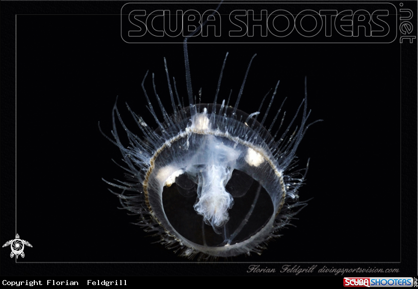A Freshwater Jellyfish  Süsswasserqualle