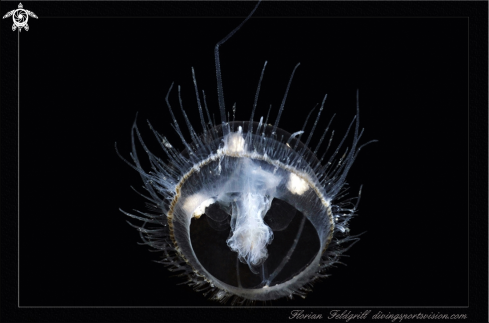 A Craspedacusta sowerbii | Freshwater Jellyfish  Süsswasserqualle