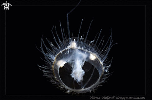 A Freshwater Jellyfish  Süsswasserqualle