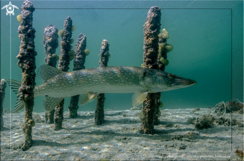 A Pike