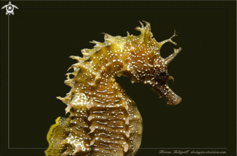 A Hippocampus guttulatus | Croatia Seahorse Adria