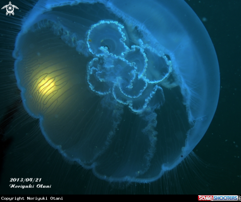 A Moon Jellyfish