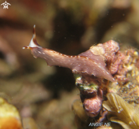 A Pseudobiceros | Nudi