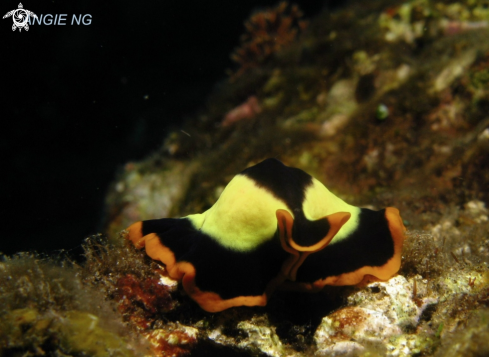 A Pseudobiceros dimidiatus | Nudi