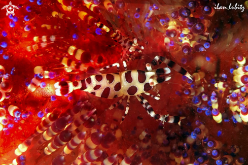 A Periclimenes colemani | shrimp