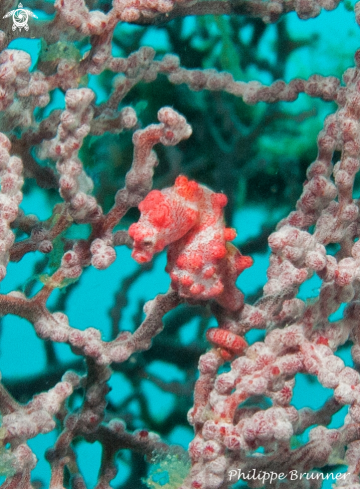 A Pigmea sea horse