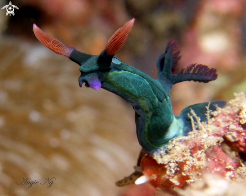 A Nembrotha  | Nudi