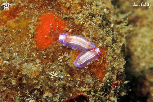 A Nudibranch