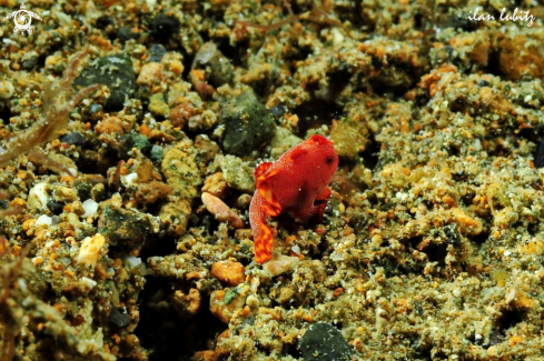 A frogfish