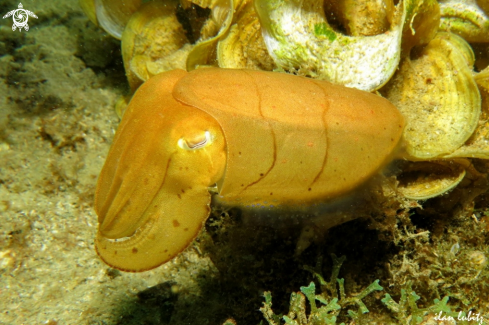 A Sepia latimanus | cuttlefish