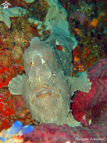 A Frog fish