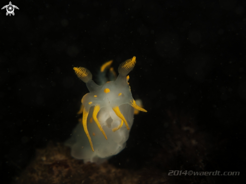 A Polycera quadrilineata | Harlekijnslak