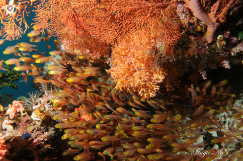 A Cardinalfish