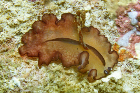 A Pseudobiceros gratus | flat worm
