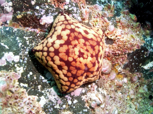 A Culcita novaguineae | pin cushion starfish