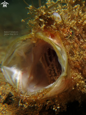 A Hairy Frogfish