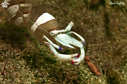 A Ancylomenes magnificus | shrimp