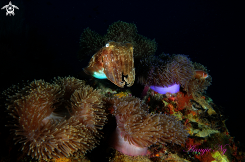 A Cuttlefish 