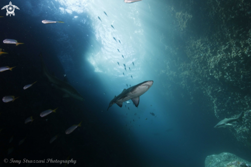 A Grey Nurse Shark (Sand Tiger, Ragged Tooth)