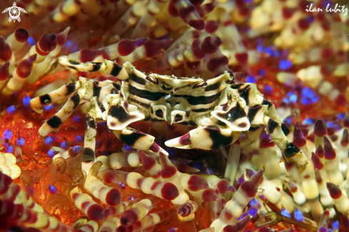 A Zebrida adamsii | crab