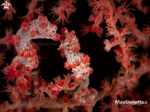 A bargibanti pigmy sea horse