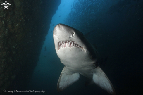 A Grey Nurse Shark (Sand Tiger, Ragged Tooth)