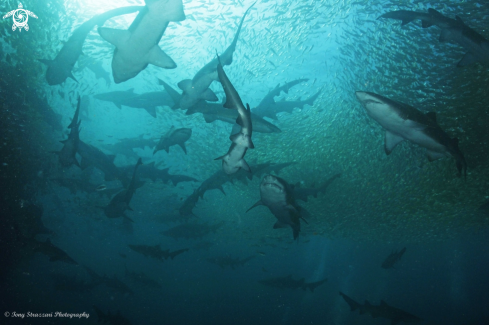 A Grey Nurse Shark (Sand Tiger, Ragged Tooth)