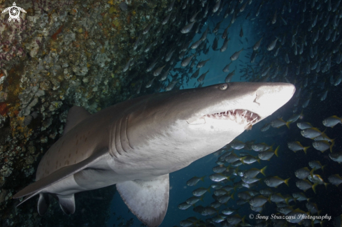 A Grey Nurse Shark (Sand Tiger, Ragged Tooth)