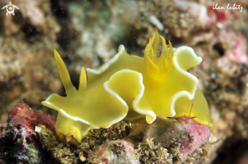 A Nudibranch