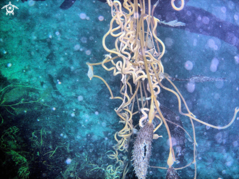 A kelp