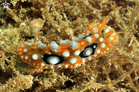 A Phyllidia ocellata | Nudibranch