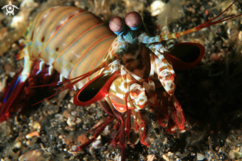 A Peacock Mantis Shrimp