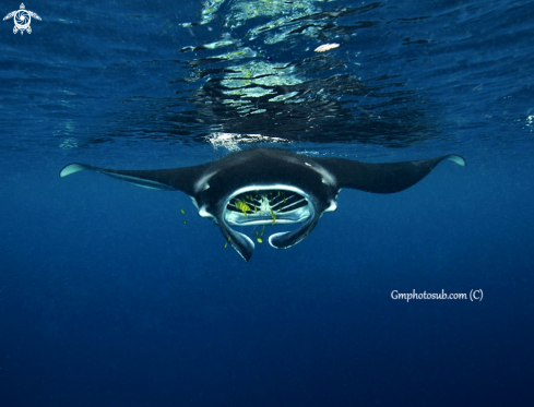 A Mantas birostris