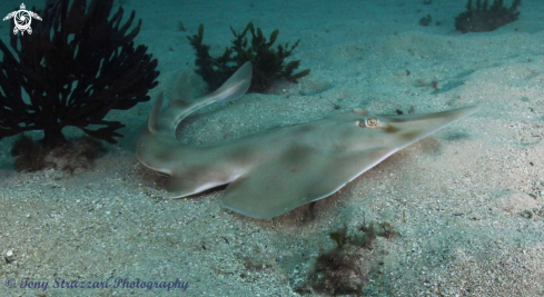 A Shovel nosed shark