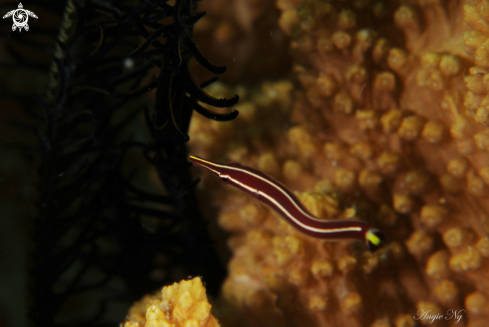 A Clingfishes