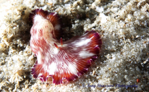 A Paraplanocea sp | White-lined flatworm